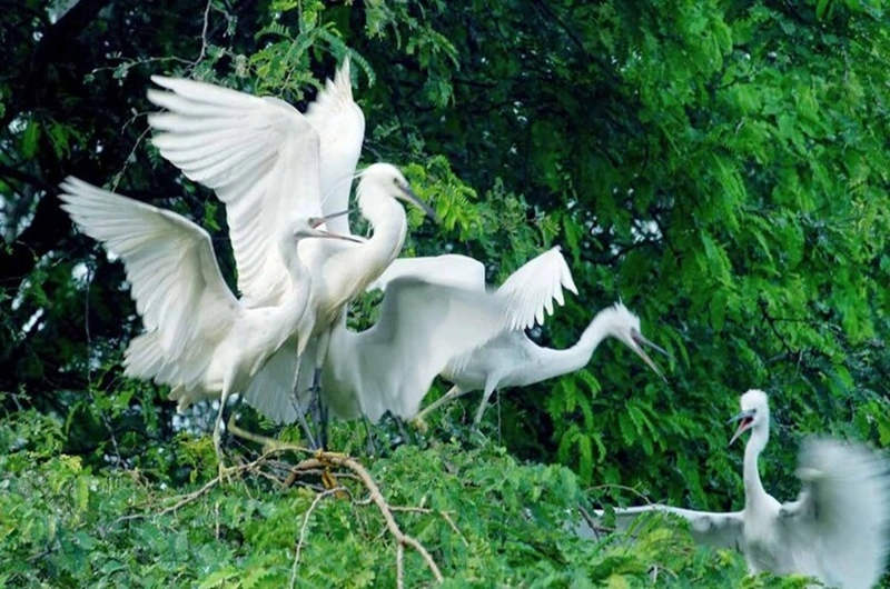 Vietnam BEN TRE - Habibi World Travel and Tour - 06